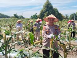 Dukung Ketahanan Pangan Nasional, Polresta Pekanbaru Bersama Kelompok Tani Panen Jagung di Tuah Madani