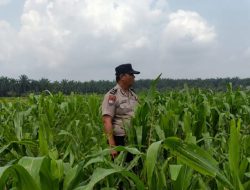 Menembus Hamparan Jagung, Polsek Kandis Pastikan Ketahanan Pangan Tetap Terjaga