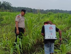 12 H Jagung Jadi Asa Swasembada, Polisi Turun Langsung Kawal Lahan Petani di Kandis