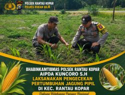 Dukung Ketahanan Pangan Nasional, Bhabinkamtibmas Polsek Rantau Kopar Cek Tanaman Jagung Pipil