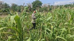 Wujud Dukungan Ketahanan Pangan Nasional, Bhabinkamtibmas Polsek Rantau Kopar Rutin Cek Tanaman Jagung Pipil Warga