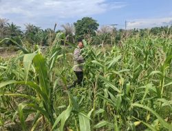 Wujud Dukungan Ketahanan Pangan Nasional, Bhabinkamtibmas Polsek Rantau Kopar Rutin Cek Tanaman Jagung Pipil Warga