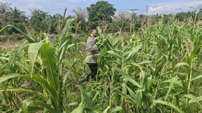 Wujud Dukungan Ketahanan Pangan Nasional, Bhabinkamtibmas Polsek Rantau Kopar Rutin Cek Tanaman Jagung Pipil Warga