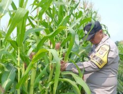 Jagung Dirawat, Produktivitas Ditingkatkan, Ketahanan Pangan Dikuatkan