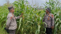 Dari Tangan Petani, untuk Masa Depan Negeri: Polsek Kandis Perkuat Ketahanan Pangan