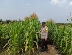 Ketahanan Pangan di Kandis Terus Berkembang Melalui Semangat Kolaborasi Petani