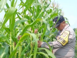 Bukan Sekadar Menanam, Polsek Kandis Hadir Dampingi Petani untuk Ketahanan Pangan yang Melimpah