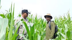Rutin, Bhabinkamtibmas Polsek Kandis Tinjau Perkembangan Tanaman Jagung