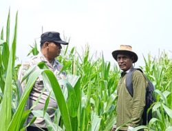 Rutin, Bhabinkamtibmas Polsek Kandis Tinjau Perkembangan Tanaman Jagung