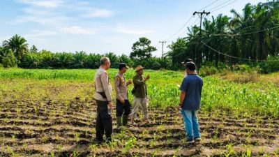 Benih Jagung Kuartal III Telah Ditanam, Polsek Kandis Perkuat Ketahanan Pangan di Wilayah Binaan