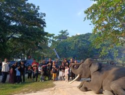 Sambut HUT RI ke-81, XCI Lancang Kuning Kunjungi Pusat Konservasi Gajah Minas