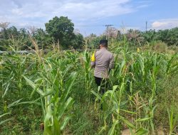Dukung Ketahanan Pangan Nasional, Bhabinkamtibmas Polsek Rantau Kopar Pantau Rutin Pertanian Jagung Pipil Warga