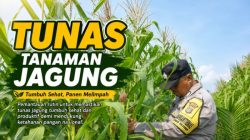 Memantau Pertumbuhan Jagung di Jambai Makmur, dari Tunas Sampai Siap Panen