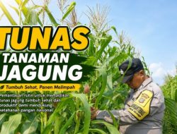 Memantau Pertumbuhan Jagung di Jambai Makmur, dari Tunas Sampai Siap Panen
