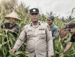 September Kemarau, Semangat Gotong Royong Polsek Kandis dan Petani Menguatkan Ketahanan Pangan