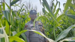 Bersama Petani, Bhabinkamtibmas Polsek Kandis Merawat Tanaman Jagung