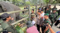 Ganesha Lahir di Tesso Nilo, Anak Keenam Lisa Jadi Harapan Baru Gajah Sumatera