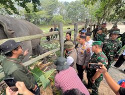 Ganesha Lahir di Tesso Nilo, Anak Keenam Lisa Jadi Harapan Baru Gajah Sumatera