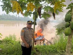 5 Rakit PETI Ditemukan di Sungai Batang Kuantan, 1 Dimusnahkan Polsek Cerenti di Lokasi